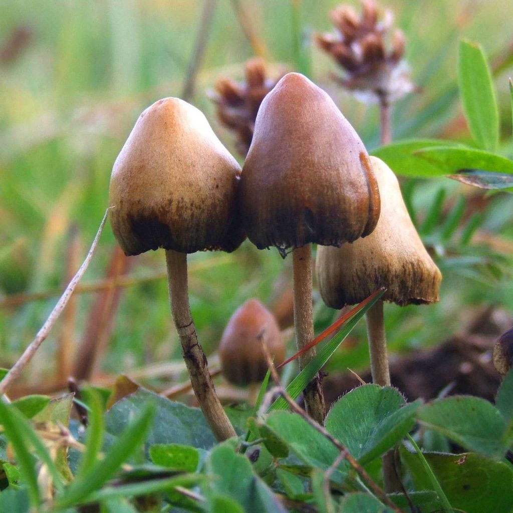 Magic mushrooms cannabis