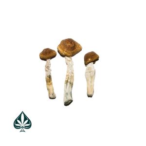 Buy Brazilian Magic Mushrooms Online