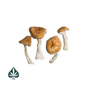 Buy Burmese Magic Mushrooms Online