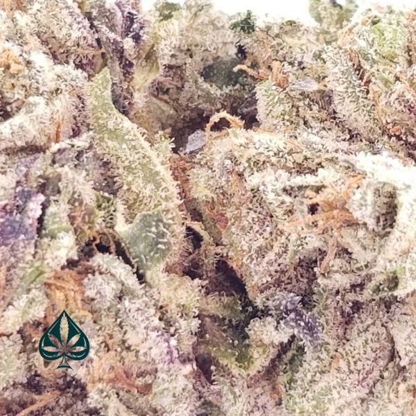 Buy Comatose by Gas Demon - Indica Dominant Hybrid - AAAA Online