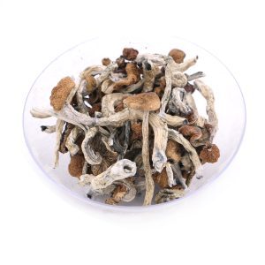 Cuban Magic Mushrooms 1