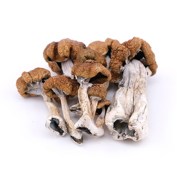Buy Golden Teacher Magic Mushrooms