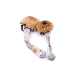 Buy Penis Envy Mushrooms Online