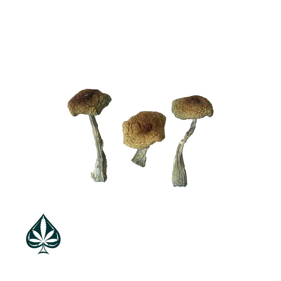 Psilocybe-Aztecorum-Magic-Mushrooms-600×900