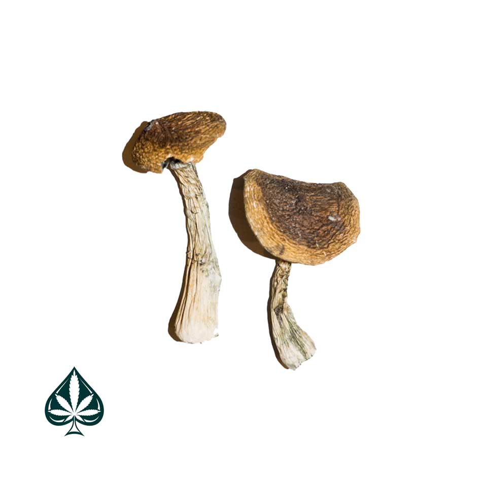 Wavy-Caps-Magic-Mushrooms-2