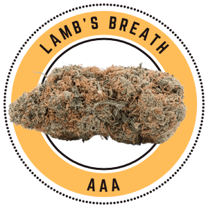 lambsbreath