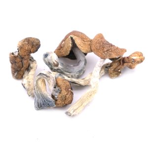 Golden Teacher 1 Dried Magic Mushrooms