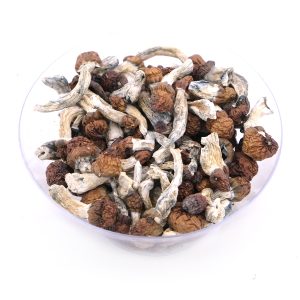 Vietnamese Dried Magic Mushrooms Bulk