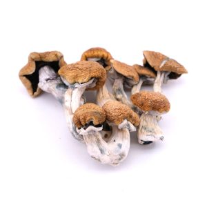 Buy Vietnamese Magic Mushrooms