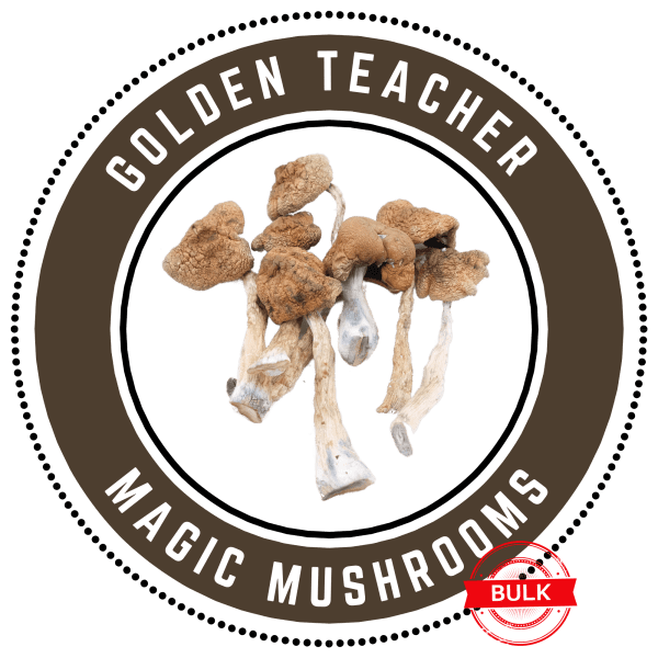 golden teacher bulk2