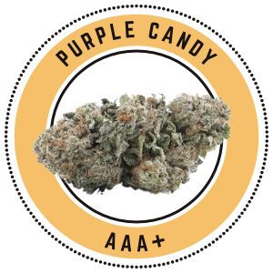 Purple Candy Hybrid