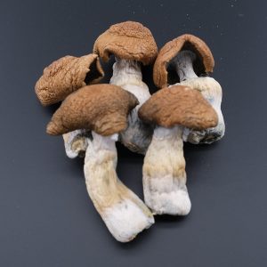 Mazatapec Magic Mushroom