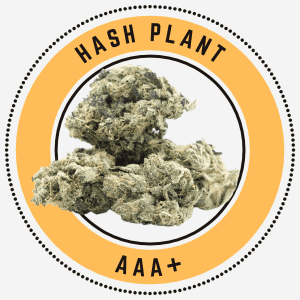 hash plant
