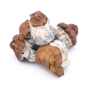 King Kong Magic Mushrooms 1