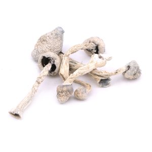 Leucistic Burma Magic Mushrooms 2