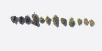 What is the Difference Between Sativa and Indica Cannabis Strains?