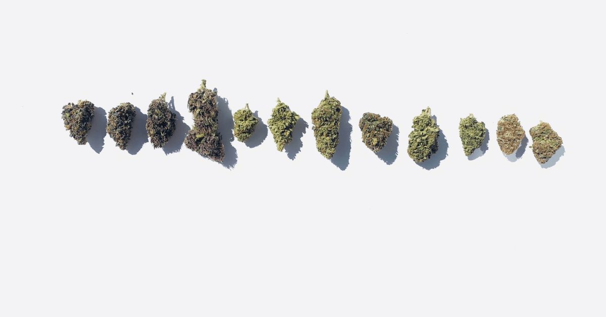 What is the Difference Between Sativa and Indica Cannabis Strains?