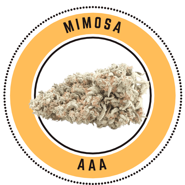 mimosa 1