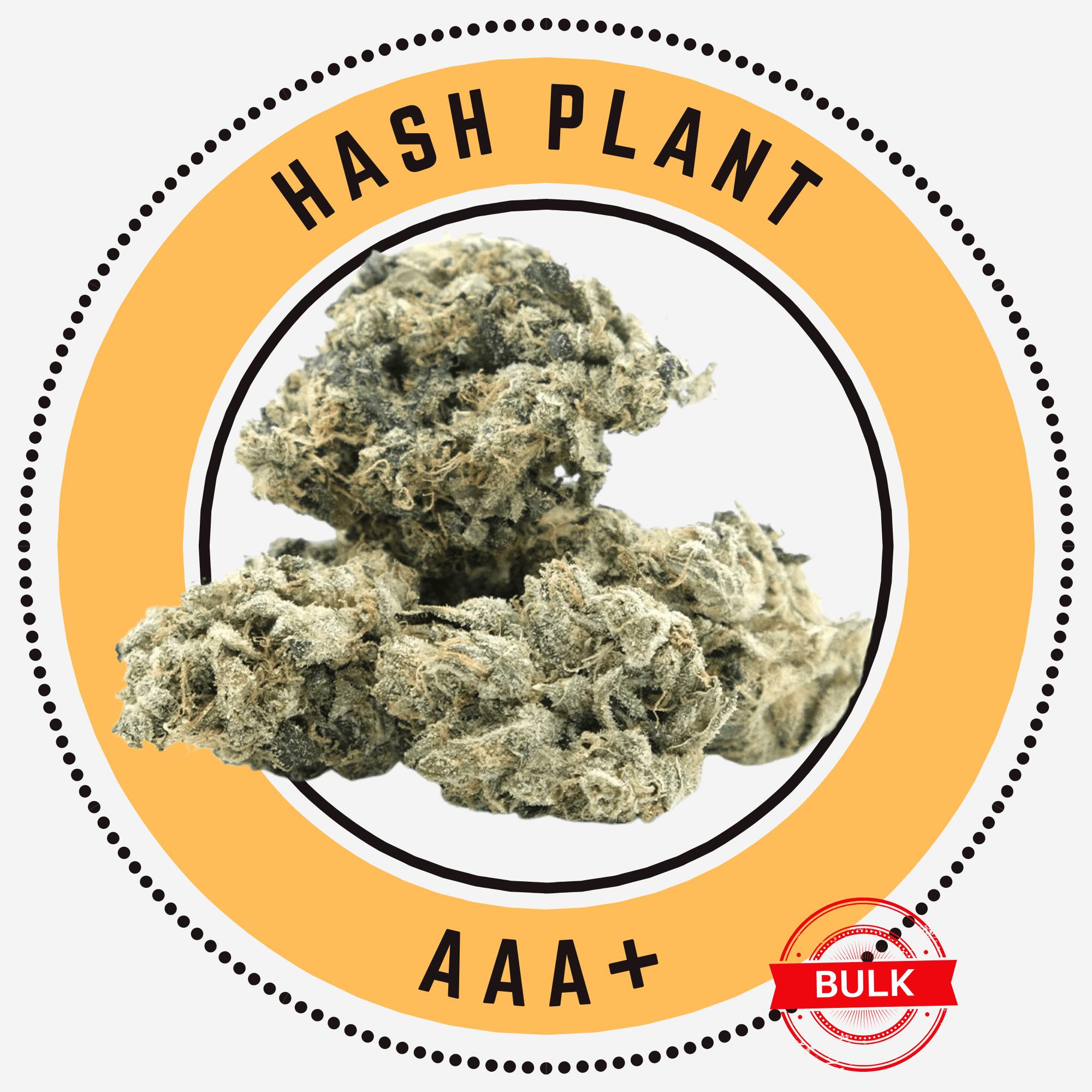 hash plant bulk