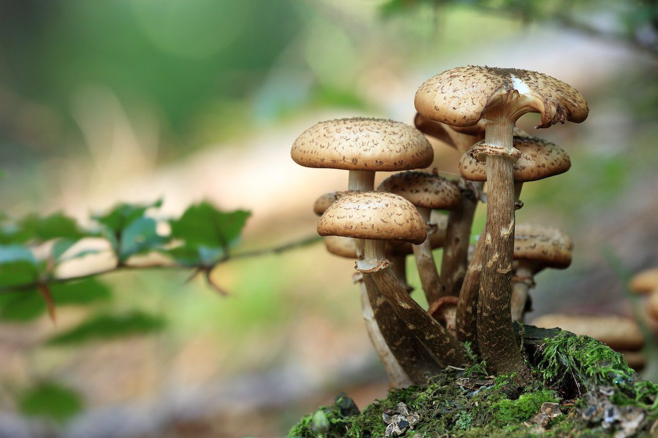 How To Grow Magic Mushrooms In Bulk At Home?