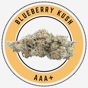 Blueberry Kush - Indica Dominant