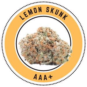 Lemon Skunk Sativa Dominant Hybrid