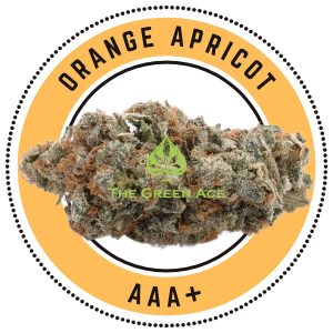 Orange Apricot Indica Dominant Hybrid 1 copy