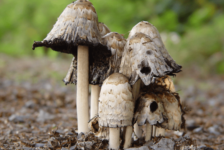 How To Consume Magic Mushrooms Safely