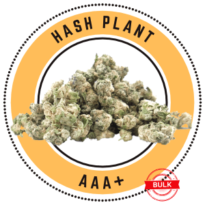 Hash Plant