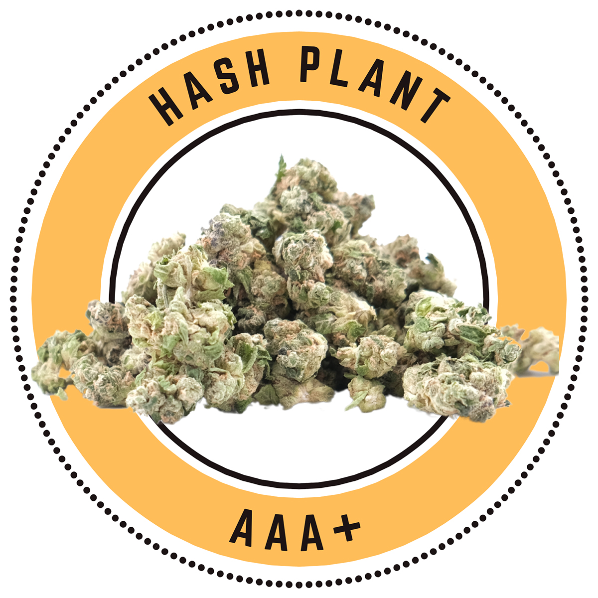 Hash Plant Smalls Indica Dominant Hybrid