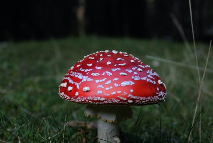 How to Microdose Magic Mushrooms?
