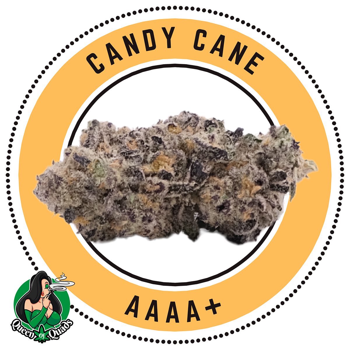 Candy Cane Indica Dominant Hybrid Queen of Quads
