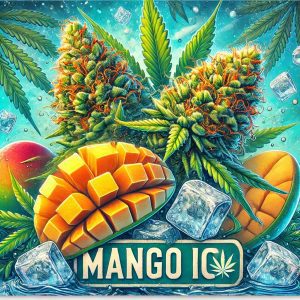 mango ice cannabis