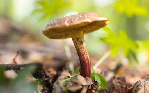 Why Do Magic Mushrooms Turn Blue?
