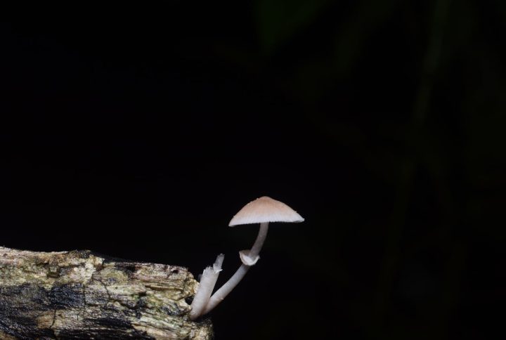 Everything You Need to Know About Psilocybe Cubensis