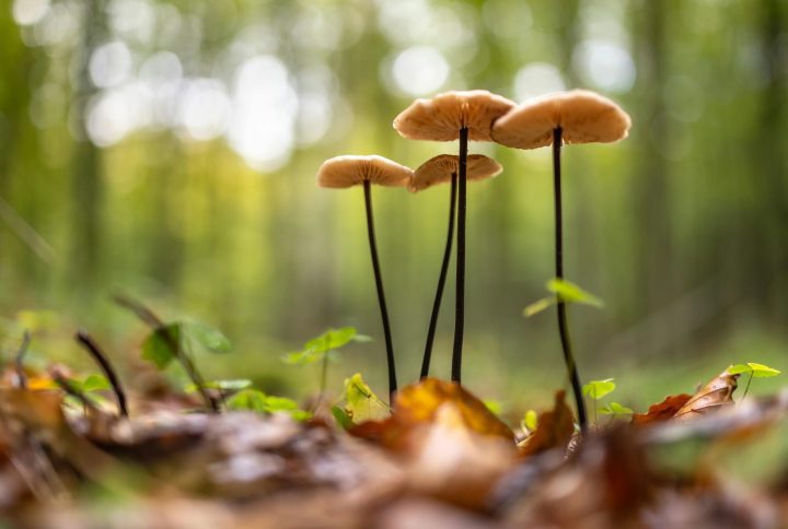 The Strongest Shrooms on the Market: The Power of Psilocybin