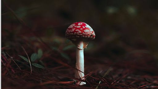 Where To Buy the Best Magical Mushrooms Online? Answered!