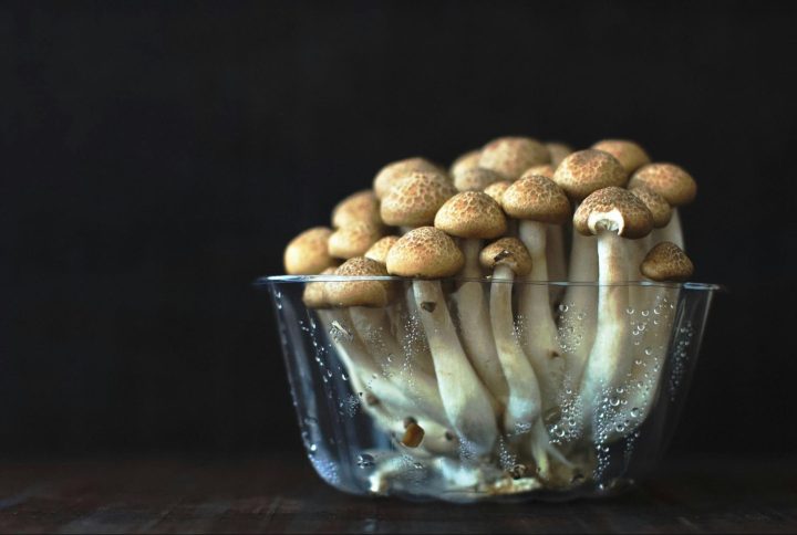 How Long Do Magic Mushrooms Last and How to Store Them
