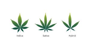 Indica vs Sativa vs Hybrid