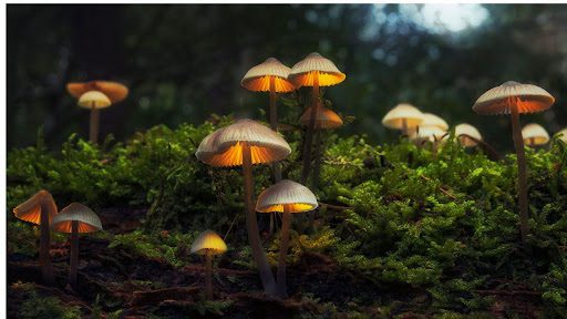 Major Health Benefits of Magic Mushrooms Against Addiction