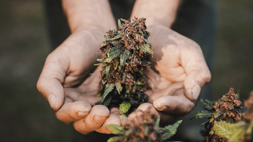 5 of the Strongest Weed Strains in Canada in 2024