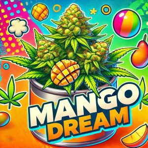Mango Dream c
