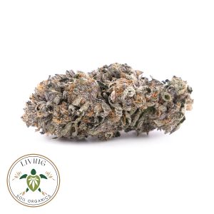 Sensi Star 1 – Indica Dominant – AAAA+ – By Living Soil Organics 2