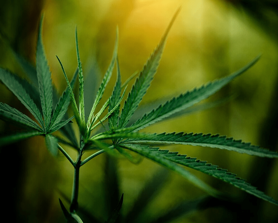 Things Calgarians Should Know About Cannabis Consumption