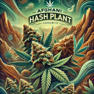 Afghani Hash Plant Cannabis Strain Artwork