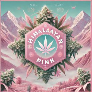 Himalayan Pink Cannabis Strain Artwork