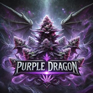 Purple Dragon Cannabis Artwork