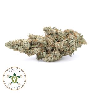 Tropicana Haze Sativa Dominant 1