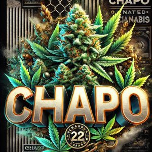 chapo new artwork