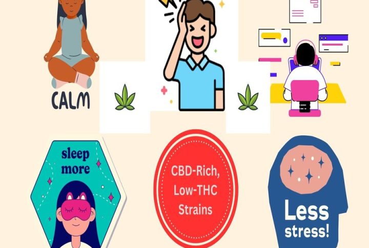 CBD-Rich, Low-THC Strains: What Mississaugans Need to Know?